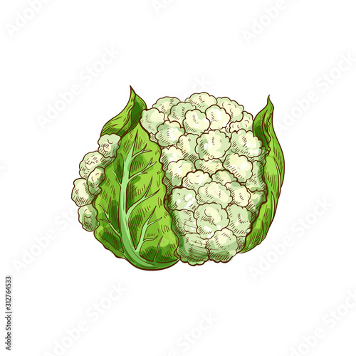 Vegetable cauliflower isolated leafy cabbage. Vector white flower buds in cabbage head