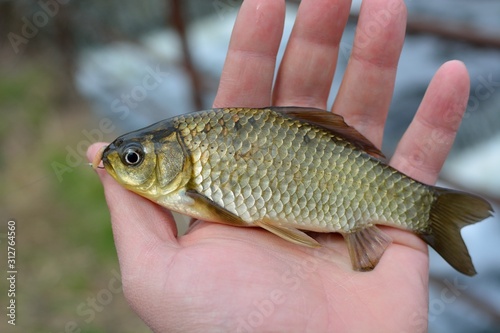 Summer fishing for carp on the lake