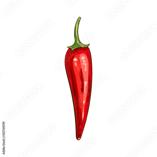 Cayenne long pepper isolated spicy chili sketch. Vector red hot chilli, spicy food ingredient