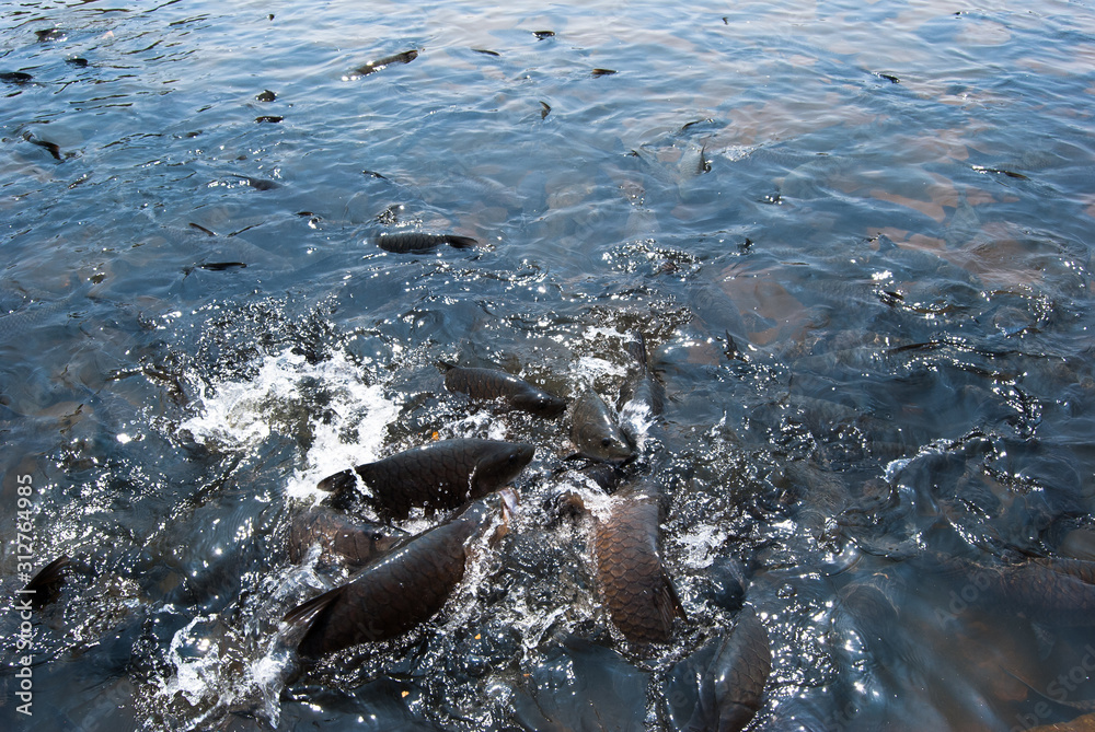 Obraz premium Fish in the holy river Tunga . Sringeri, Karnataka , India