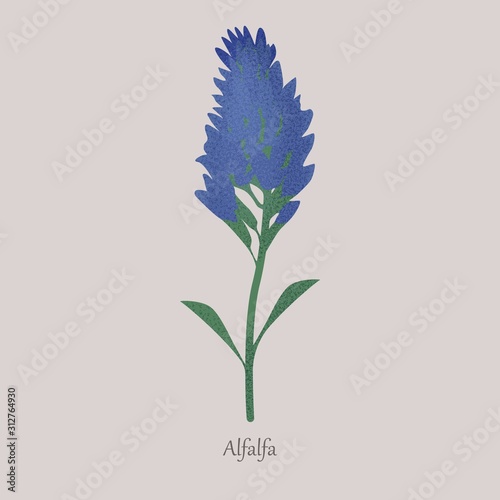 Alfalfa, medicago sativa herbaceous plant with blue flowering. Green stem plant on a gray background.