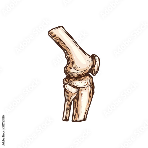 Knee or elbow bones joint isolated human skeleton sketch. Vector orthopedics and arthritis, leg or arm
