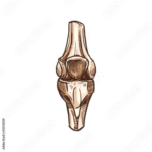 Joint with cartilage, isolated knee or elbow bones. Vector human skeleton, leg, arm anatomy