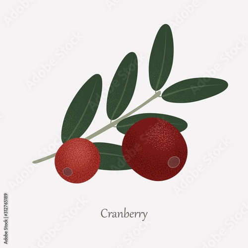 Red cranberries are an edible plant and green leaves. Tasty, healthy berries of a cranberry bush on a gray background.