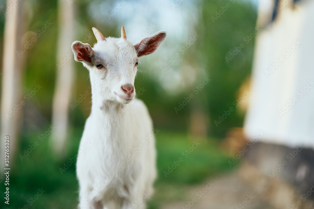 goat on the meadow