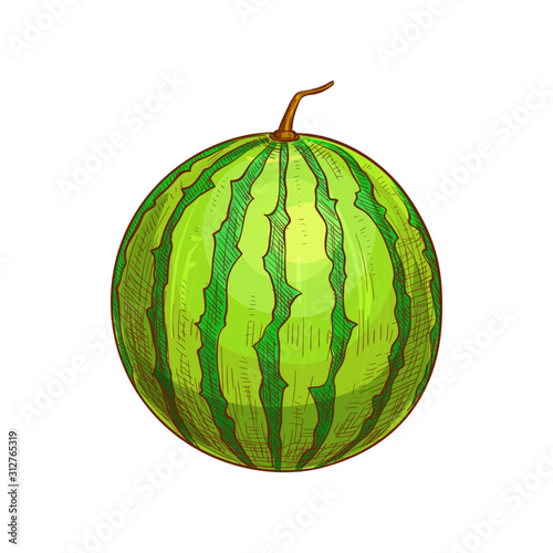 Watermelon sketch isolated berry fruit. Vector striped juicy melon, vegetarian food
