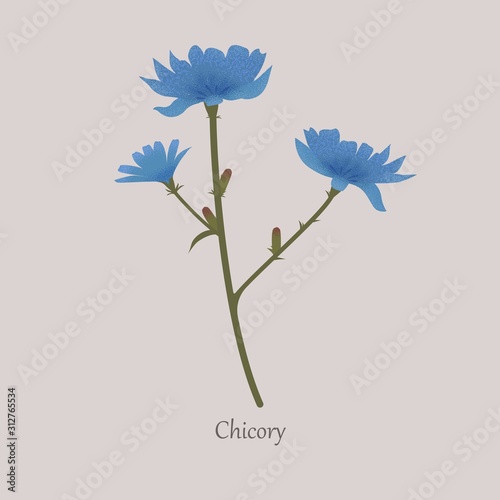 Cichorium intybus, chicory herbaceous plant with blue flowers. Chicory coffee substitute, a useful plant on a gray background.