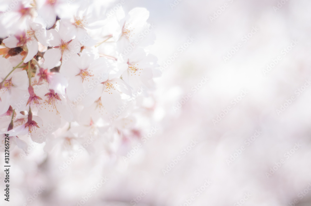 満開の桜 ソメイヨシノ 右側にコピースペース 桜2019_02s_00641(DSC_1635_NEF_コピー1)