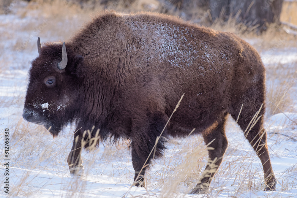 American Bison on the High Plains of Colorado. Bison in Snow