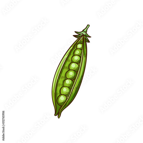 Peas seeds in green pods isolated legumes sketch. Vector beans and grains, vegetarian food