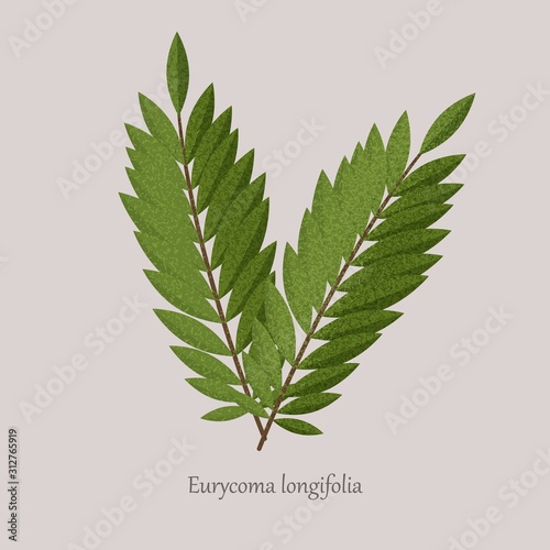 Tongkat Ali, Eurycoma longifolia, Pasak Bumi medicinal plant. Branches with leaves of a medicinal plant on a gray background and logo.