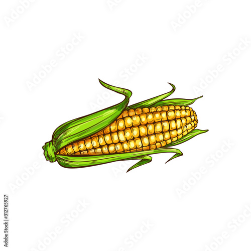 Maize cereal grain vector isolated corn cob sketch. Vector sweetcorn with green leaves