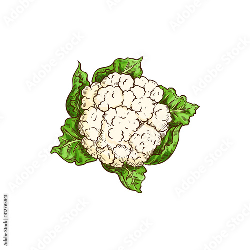 Vegetable cauliflower isolated leafy cabbage. Vector white flower buds in cabbage head
