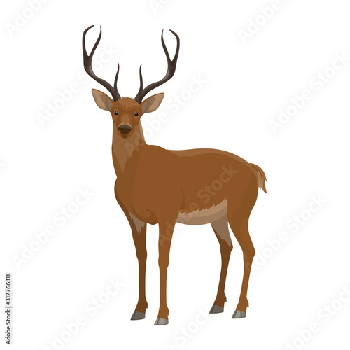 Deer wild forest animal vector icon. Isolated zoo hoofed mammal and hunt trophy reindeer