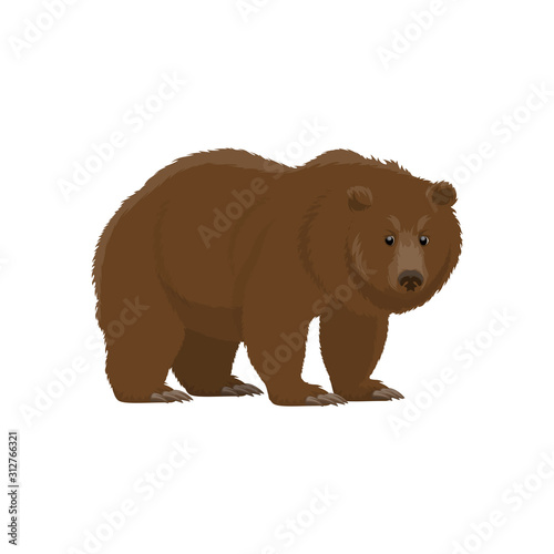Bear wild animal vector icon. Isolated zoo mammal and hunt trophy grizzly or brown bear