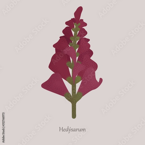 Perennial wild plant Hedysarum with purple bloom. Grassy ornamental and fodder plant, stem and flowers on a gray background. photo