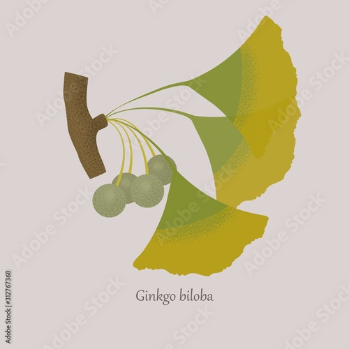 Branch of ginkgo biloba with leaves and seeds. Ginkgo cosmetic and medical plant on a gray background.