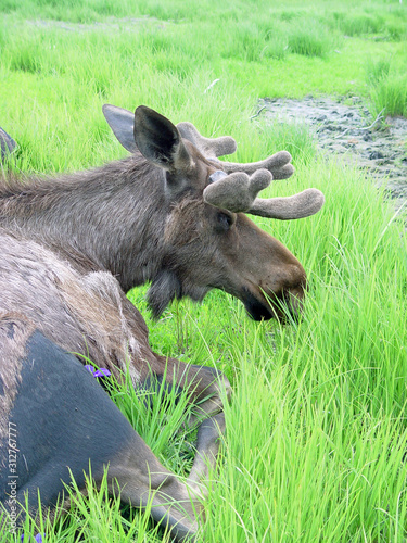 moose resting in the grass in the spring