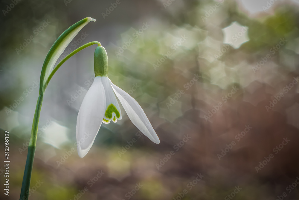 Portrait of the snowdrop