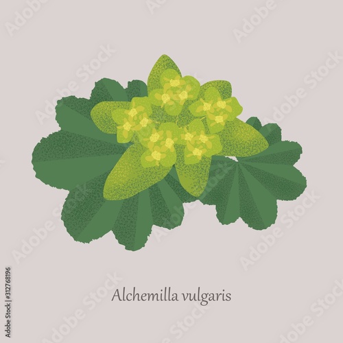 Alchemilla vulgaris is a perennial plant with green leaves and yellow flowers. Medicinal plant on a gray background.