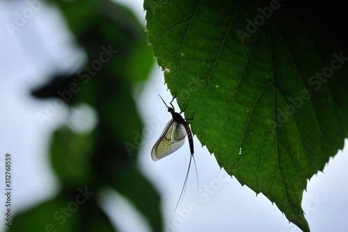 Dun of mayfly photo