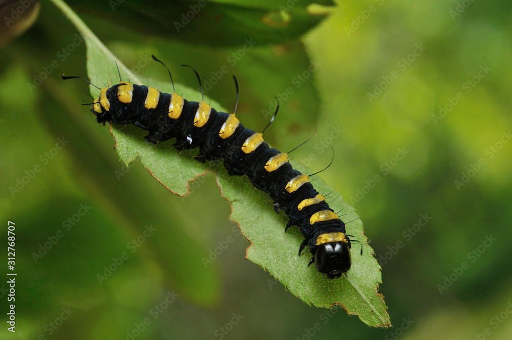 Fototapeta premium Larva of a Jocheaera alni