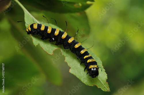 Larva of a Jocheaera alni © 聡 足立