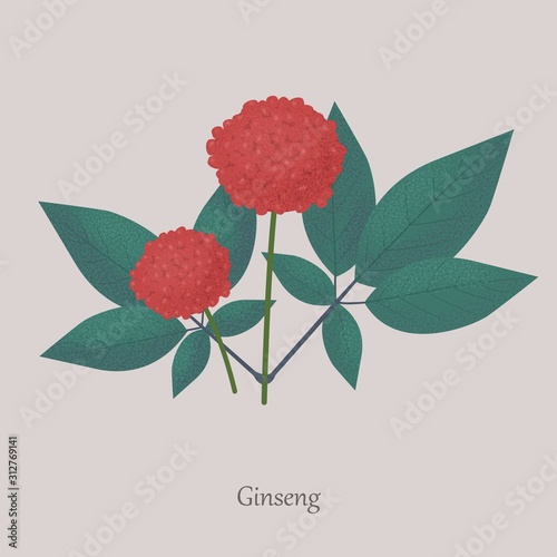 Perennial herb ginseng plant on a gray background. Red berries and green leaves of a medicinal plant.