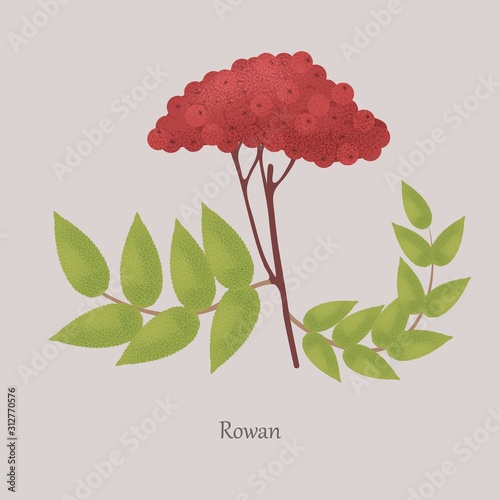 Sorbus, Rowan on a branch with green leaves. Red ripe rowan berries, medicinal, healthy on a gray background.
