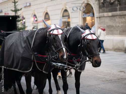 Vienna horses