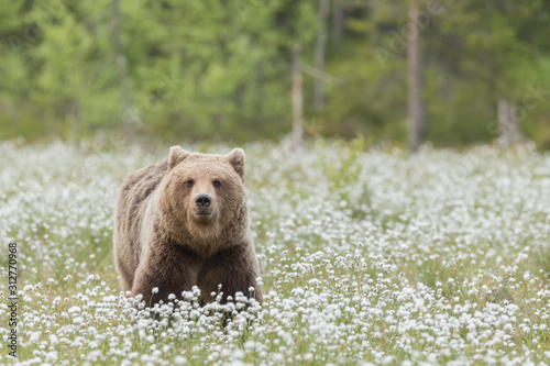 Brown bear (Ursus arctos) is walking in the middle of the cotton grass on a Finnish bog