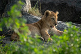 Lion cub lies on rock among bushes