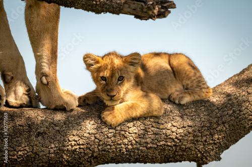 Lion cub lies on branch beside mother