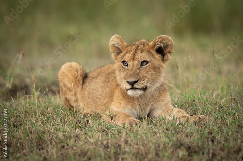 Lion cub lies on grass looking left © Nick Dale