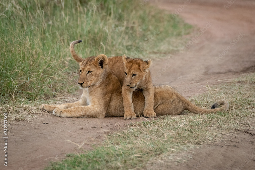 Naklejka premium Lion cub lies with another on back