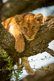 Lion cub looks down from lichen-covered tree