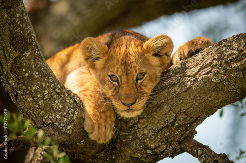 Fototapete Lion cub looks down from lichen-covered branch