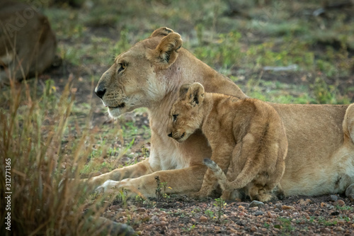 Lion cub nuzzles mother lying on grass