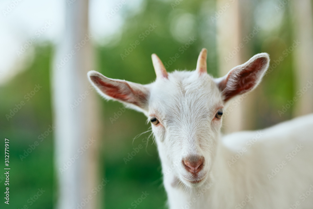 portrait of a goat