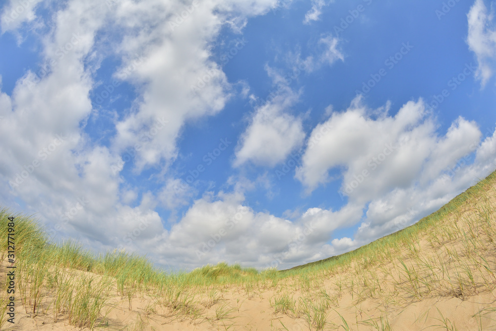 Nadmorska roślinność na wydmach na brzegu morza pod niebieskim niebem i białymi chmurami. - obrazy, fototapety, plakaty 
