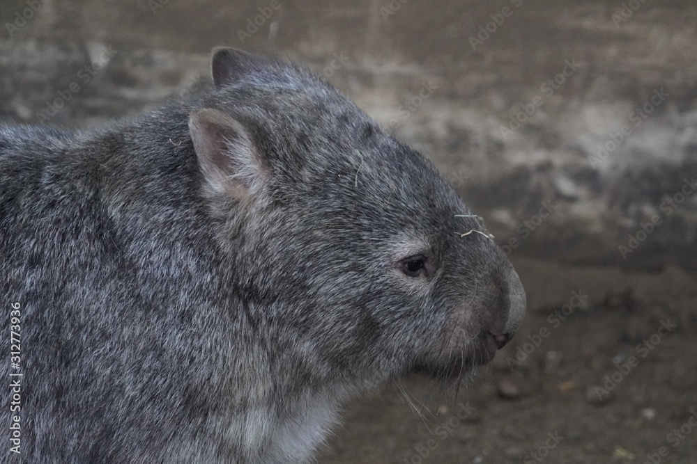 Common wombat Common wombat