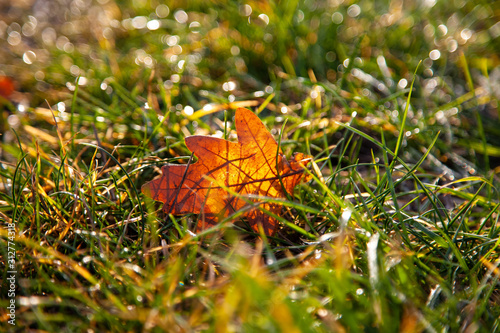 Lichtdurchflutetes Blatt liegt im Gras Sonne scheint hindurch