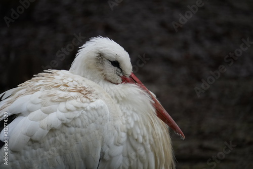 Stork photo