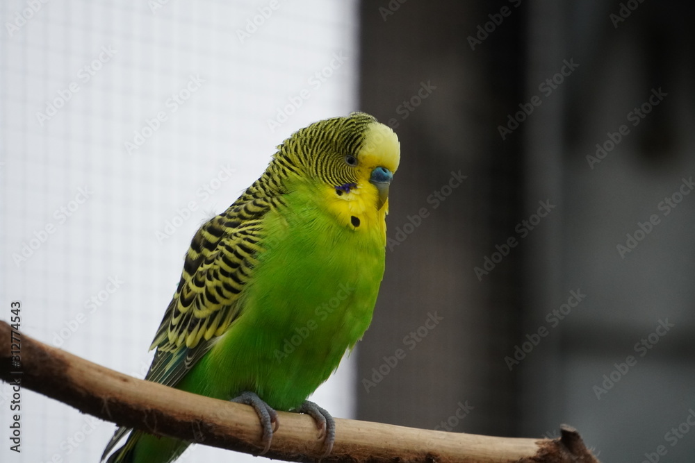 Fototapeta premium Budgerigar