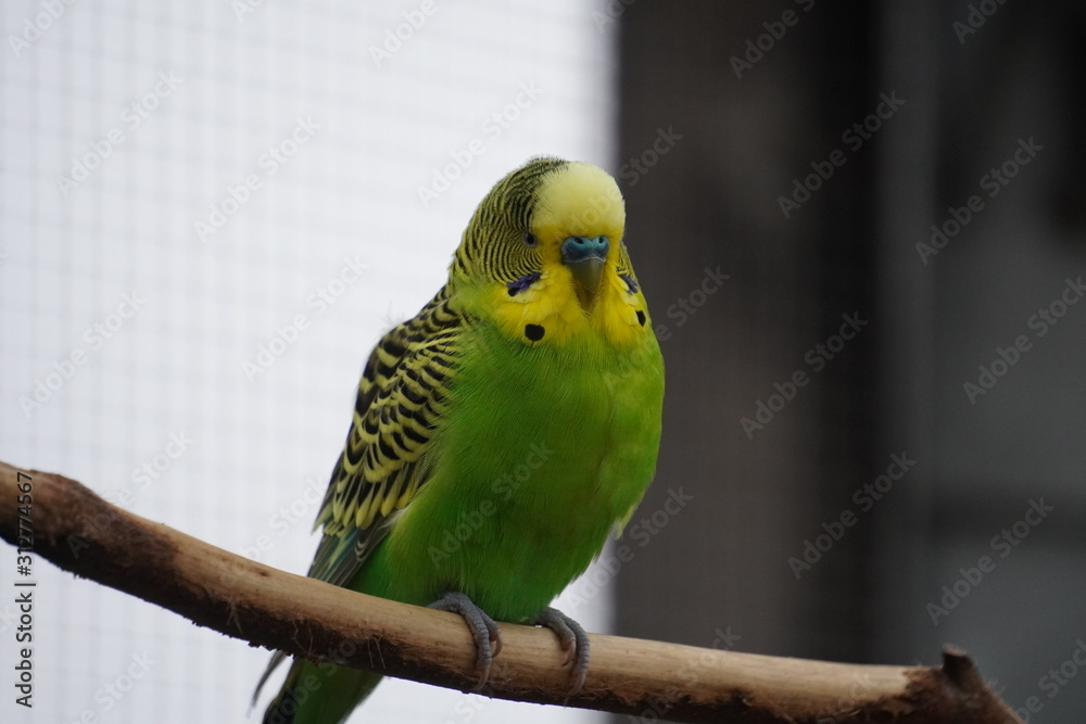 Obraz premium Budgerigar
