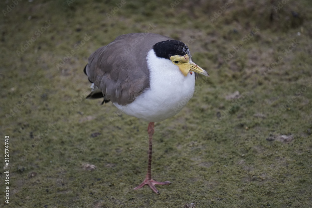 Obraz premium Masked lapwing
