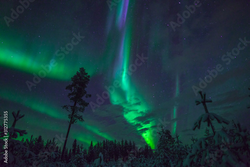 Aurora Borealis and trees
