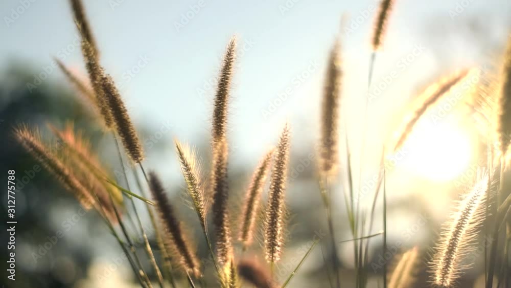 Meadow and flower motion with sunset light Meadow and flower motion with sunset light