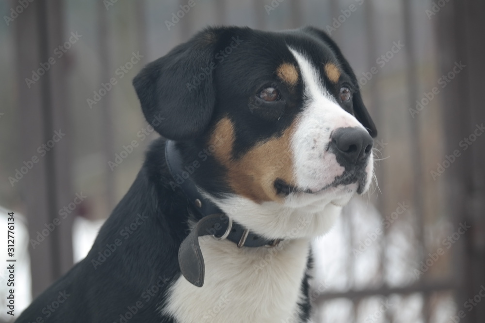 dog in the park.portrait of a dog dog in the park.portrait of a dog