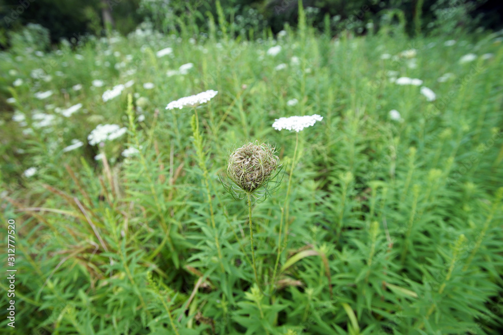 blumen auf der wiese